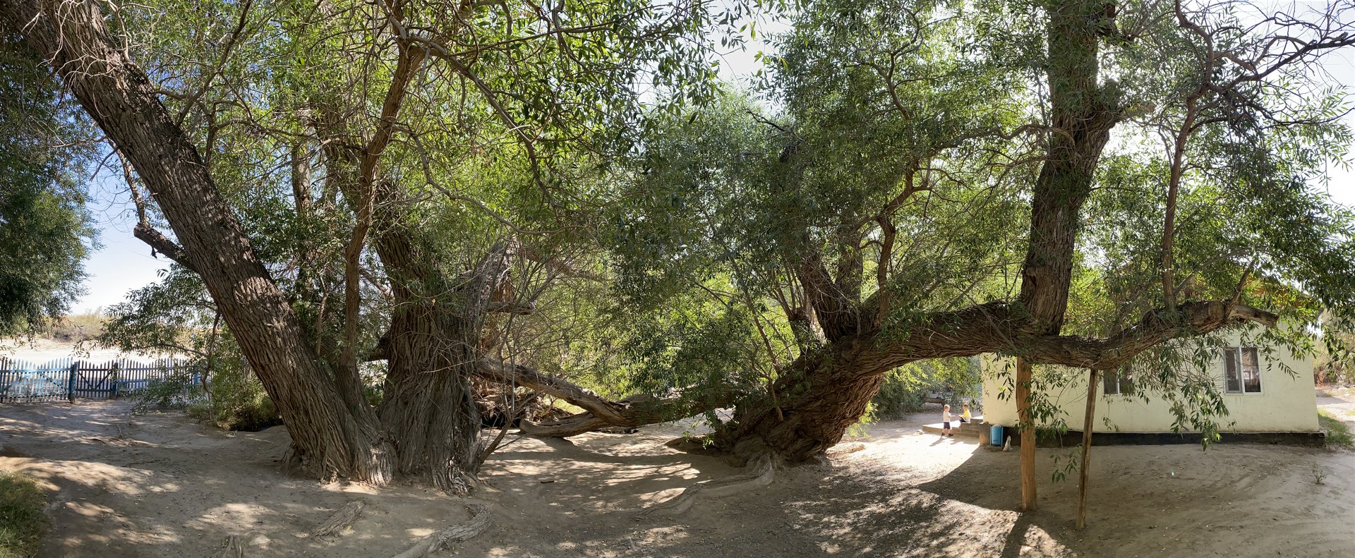 The Singing Dune — 700-Year-Old Willow