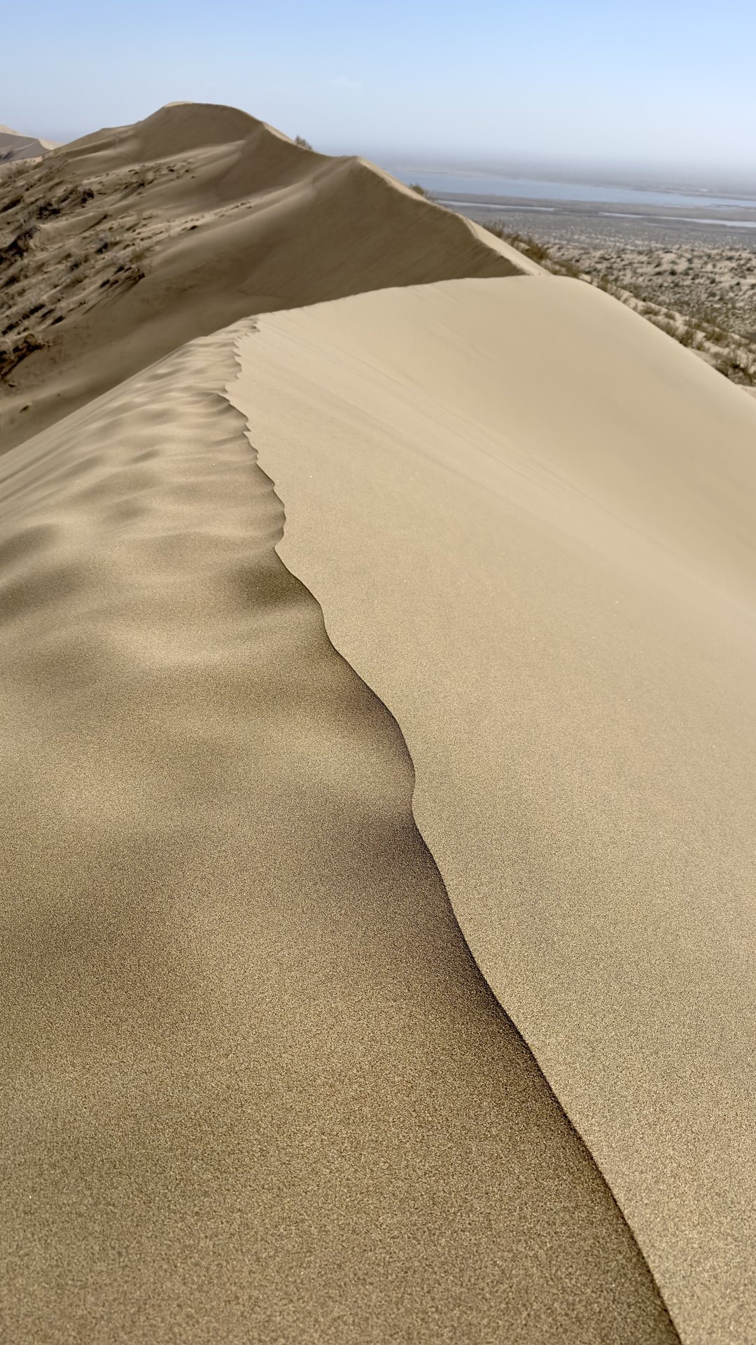The Singing Dune — 700-Year-Old Willow
